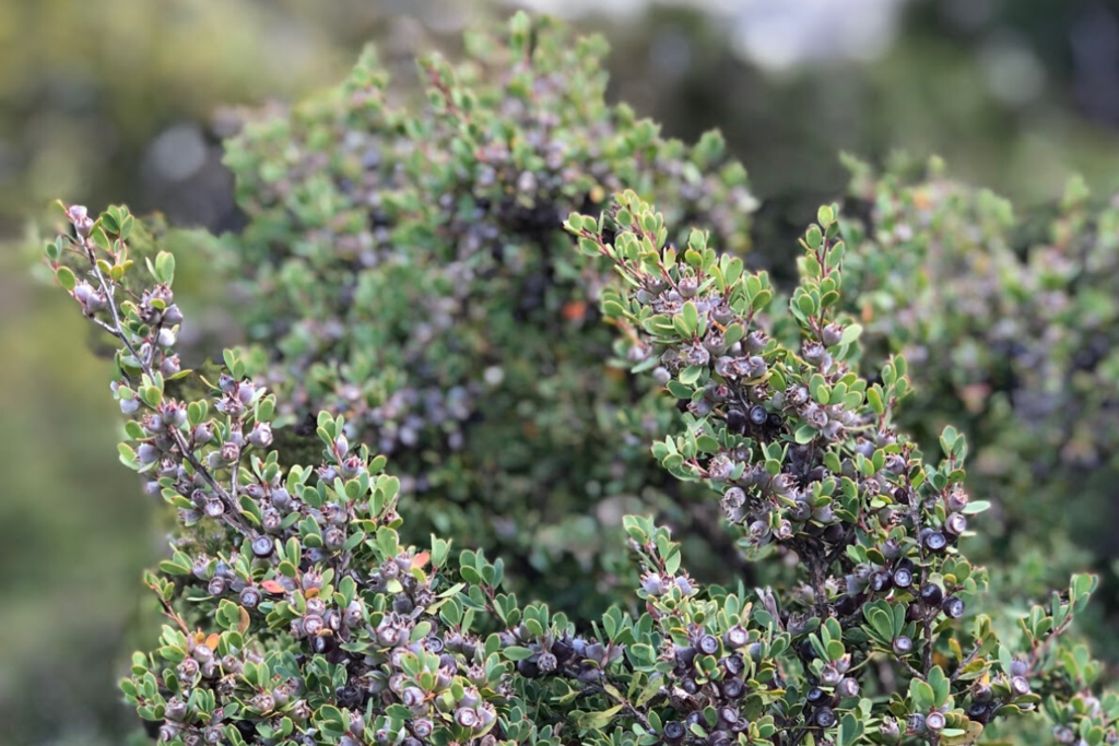 Benefits and Uses of Coastal Tea Tree Oil