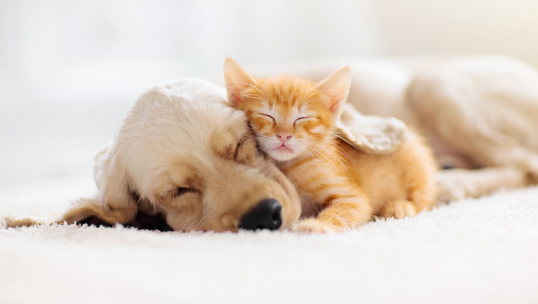Are Essential Oils Safe to Use Around Pets?
