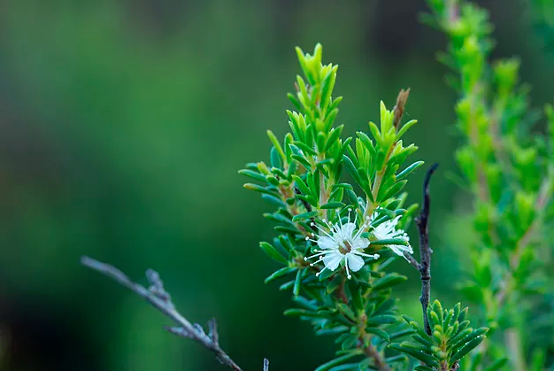 What is Australian Kunzea Oil?