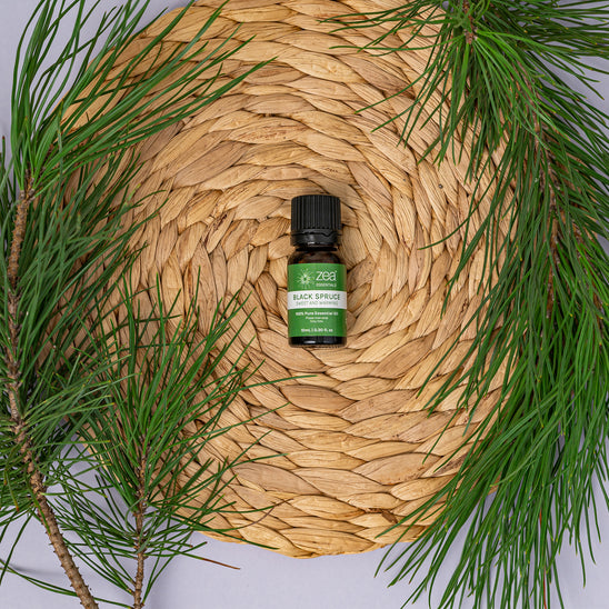 Black Spruce Essential Oil